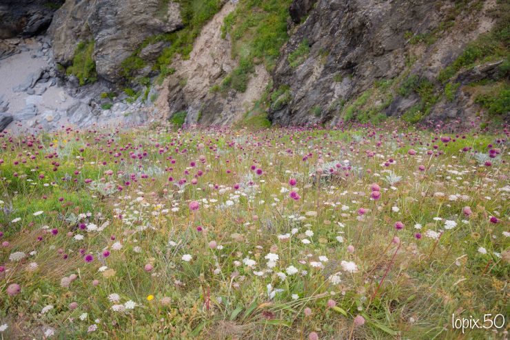 (20200709)_Belle_Ile_En_Mer_0254